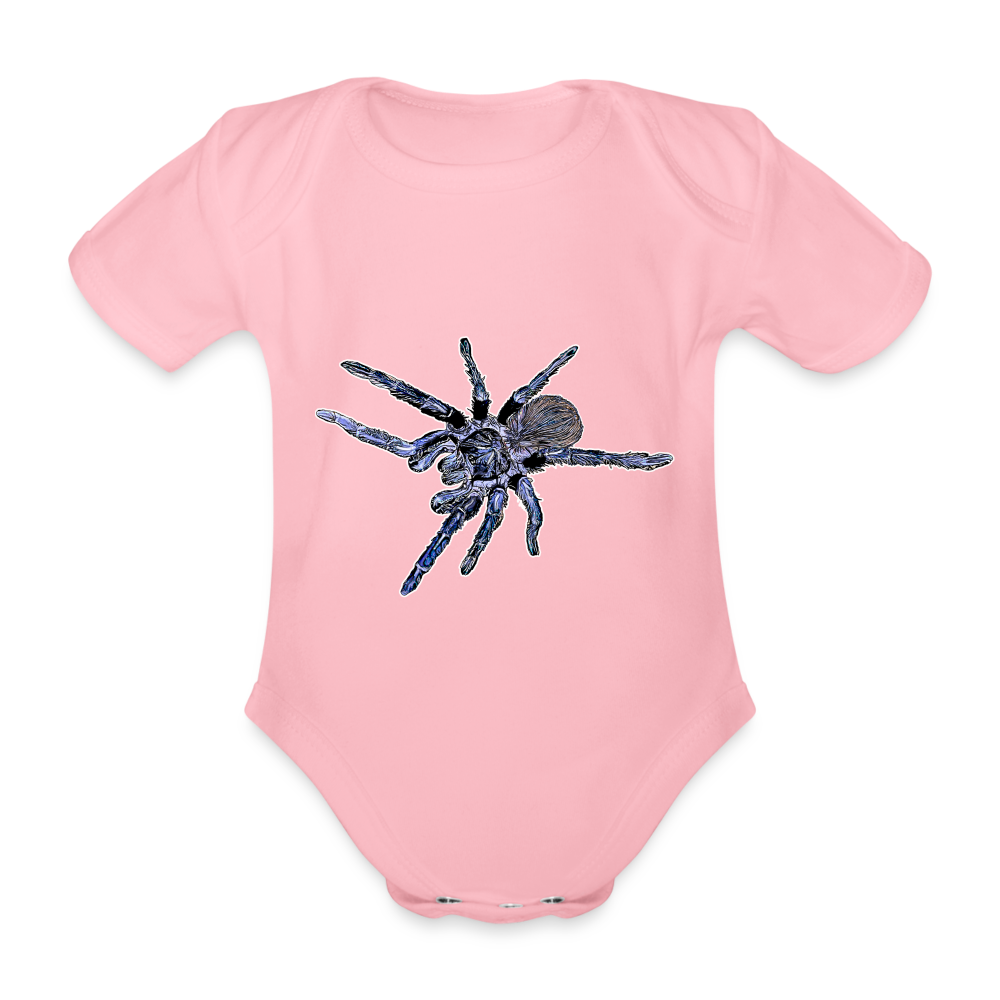 Baby Body kurz Pterinopelma sazimai - Hellrosa