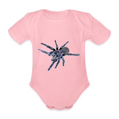 Baby Body kurz Pterinopelma sazimai - Hellrosa