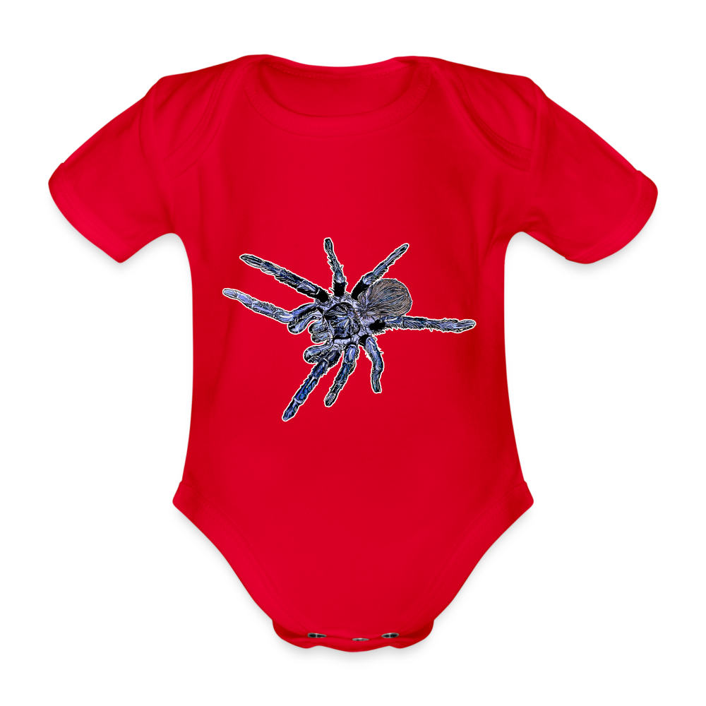 Baby Body kurz Pterinopelma sazimai - Rot