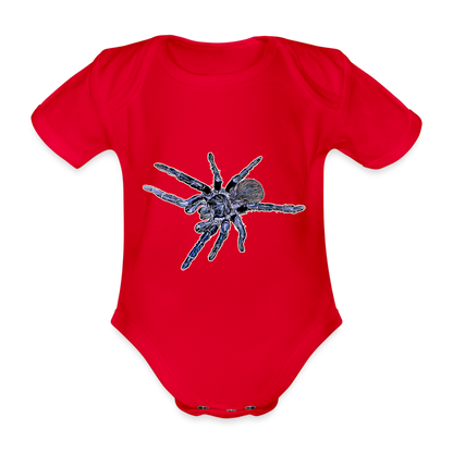 Baby Body kurz Pterinopelma sazimai - Rot